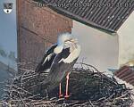 Capi_Dubne_20250403_073003.jpg