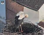 Capi_Dubne_20250403_073504.jpg