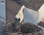 Capi_Dubne_20250403_074502.jpg