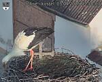 Capi_Dubne_20250403_075003.jpg
