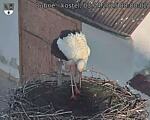 Capi_Dubne_20250403_080002.jpg