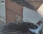 Capi_Dubne_20250403_081002.jpg