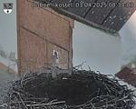 Capi_Dubne_20250403_083003.jpg