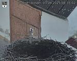 Capi_Dubne_20250403_083502.jpg