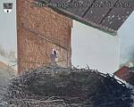 Capi_Dubne_20250403_085502.jpg