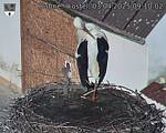 Capi_Dubne_20250403_091002.jpg