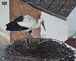 Capi_Dubne_20250403_092003.jpg