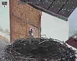Capi_Dubne_20250403_094503.jpg
