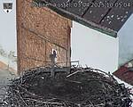 Capi_Dubne_20250403_100504.jpg