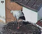 Capi_Dubne_20250403_110002.jpg