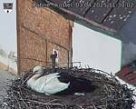 Capi_Dubne_20250403_113002.jpg