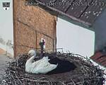 Capi_Dubne_20250403_115003.jpg