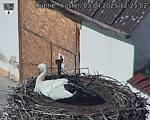 Capi_Dubne_20250403_122502.jpg