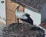Capi_Dubne_20250403_130003.jpg