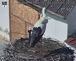 Capi_Dubne_20250403_132004.jpg