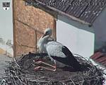 Capi_Dubne_20250403_133003.jpg