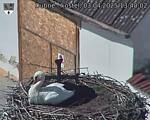 Capi_Dubne_20250403_134002.jpg