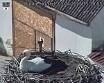 Capi_Dubne_20250403_151003.jpg
