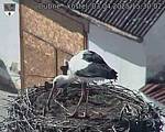 Capi_Dubne_20250403_153002.jpg
