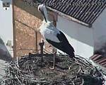 Capi_Dubne_20250403_154503.jpg
