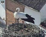 Capi_Dubne_20250403_162503.jpg