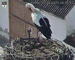 Capi_Dubne_20250403_165503.jpg