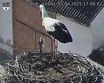 Capi_Dubne_20250403_170002.jpg