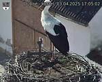Capi_Dubne_20250403_170502.jpg