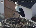 Capi_Dubne_20250403_172004.jpg