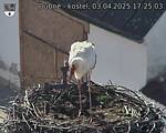 Capi_Dubne_20250403_172503.jpg