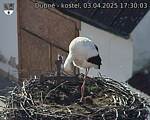 Capi_Dubne_20250403_173003.jpg