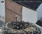 Capi_Dubne_20250403_173504.jpg