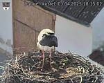 Capi_Dubne_20250403_181502.jpg