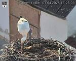 Capi_Dubne_20250403_182503.jpg