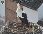Capi_Dubne_20250403_183502.jpg