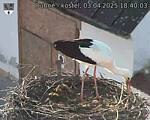 Capi_Dubne_20250403_184003.jpg