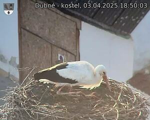 Capi_Dubne_20250403_185003.jpg (1350 x 1080)