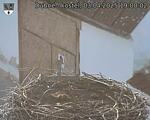 Capi_Dubne_20250403_190002.jpg