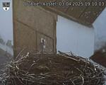 Capi_Dubne_20250403_191003.jpg