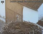 Capi_Dubne_20250403_191502.jpg