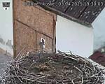 Capi_Dubne_20250403_193003.jpg