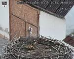 Capi_Dubne_20250403_194003.jpg