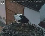 Capi_Dubne_20250403_195502.jpg