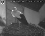 Capi_Dubne_20250403_200502.jpg