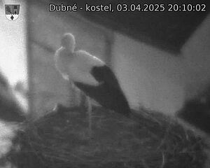 Capi_Dubne_20250403_201002.jpg (1350 x 1080)
