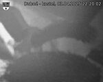 Capi_Dubne_20250403_222002.jpg