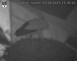 Capi_Dubne_20250403_233002.jpg
