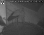 Capi_Dubne_20250404_040503.jpg