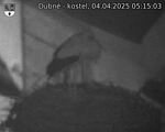 Capi_Dubne_20250404_051503.jpg