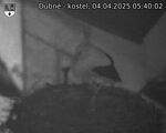 Capi_Dubne_20250404_054002.jpg